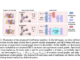 Researchers at Texas A&M University Introduces ComFormer: A Novel Machine Learning Approach for Crystal Material Property Prediction